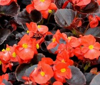 Бегония изящная Спринт Плюс Оранж (Begonia semperflorens 'Sprint Plus Orange')