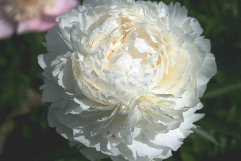 Пион травянистый Боул оф Крим (Paeonia 'Bowl of Cream')