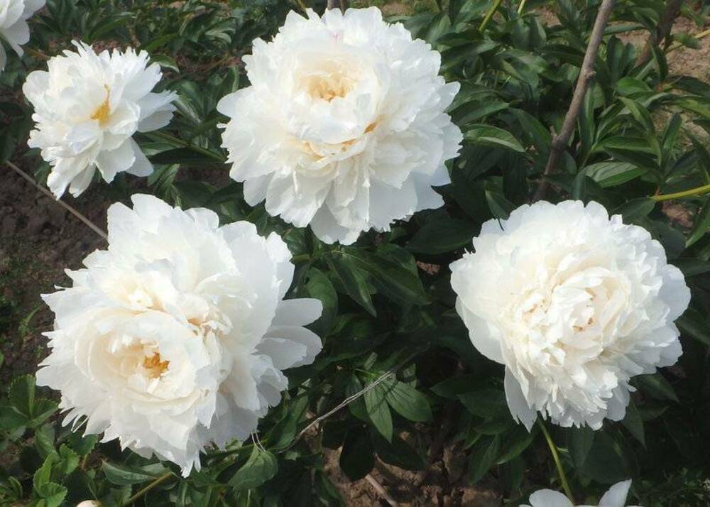 Пион травянистый Боул оф Крим (Paeonia 'Bowl of Cream')