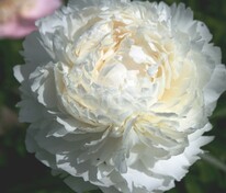 Пион травянистый Боул оф Крим (Paeonia 'Bowl of Cream')