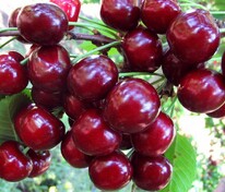 Вишня Жуковская (Prunus cerasus 'Zhukovskaya')