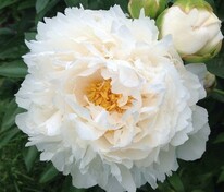 Пион травянистый "Garfenia" (Гардения)