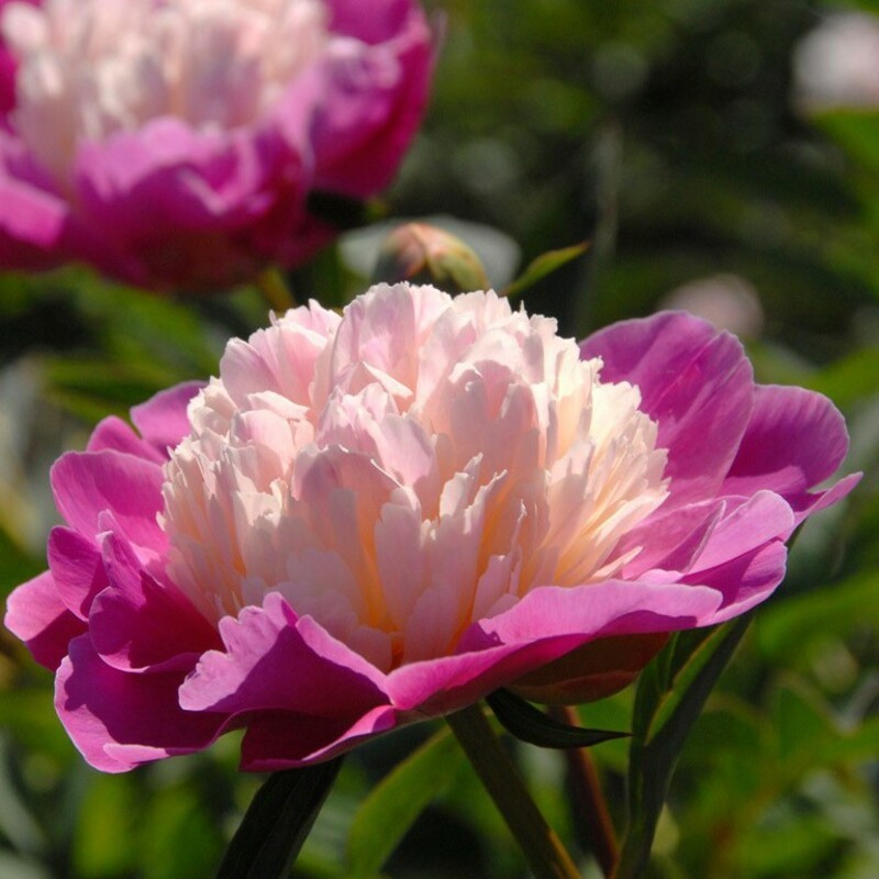 Пион травянистый Гей Пари (Paeonia 'Gay Paree')