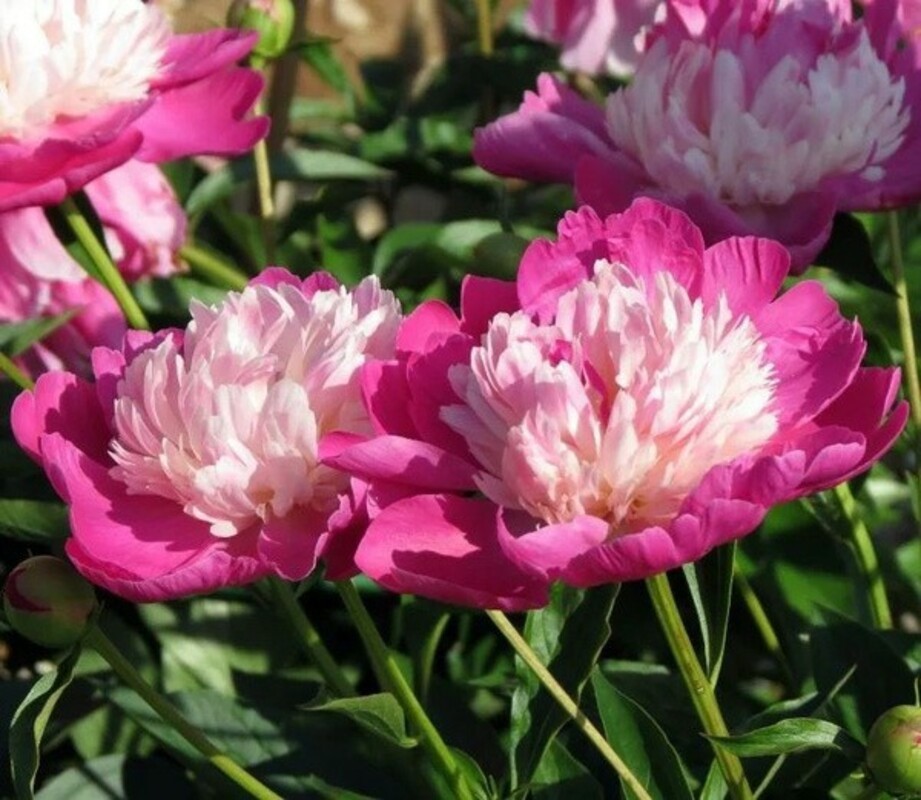 Пион травянистый Гей Пари (Paeonia 'Gay Paree')