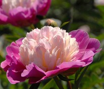 Пион травянистый Гей Пари (Paeonia 'Gay Paree')