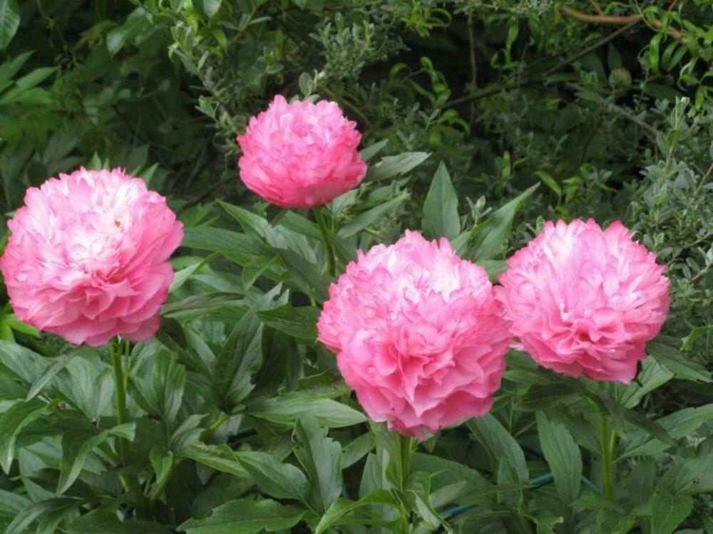Пион травянистый Джокер (Paeonia 'Joker')