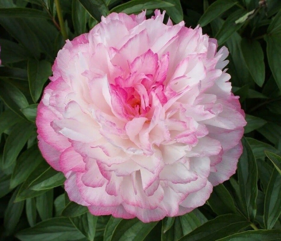 Пион травянистый Джокер (Paeonia 'Joker')