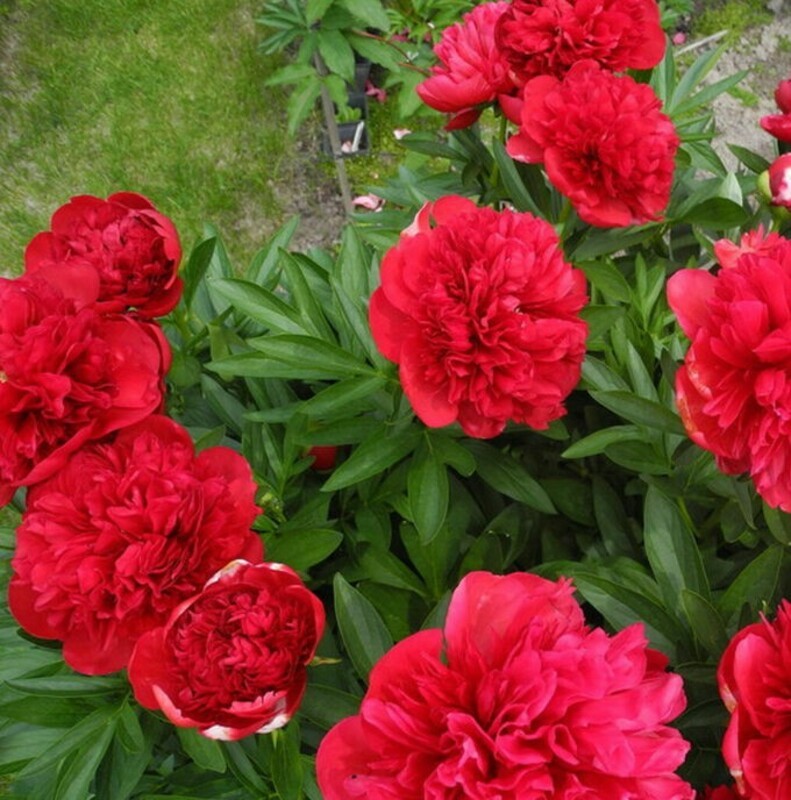 Пион травянистый Диана Пакс (Paeonia 'Diana Parks')