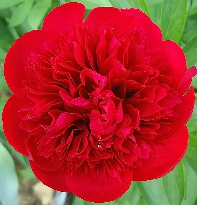 Пион травянистый Диана Пакс (Paeonia 'Diana Parks')