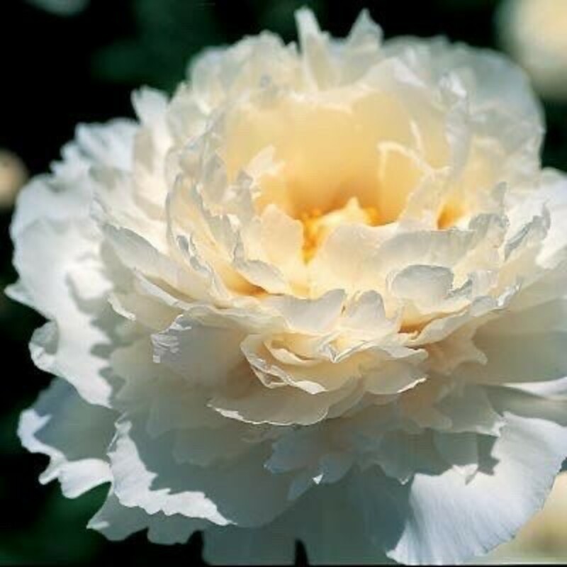 Пион травянистый Маршмэллоу Пафф (Paeonia 'Marshmallow Puff')