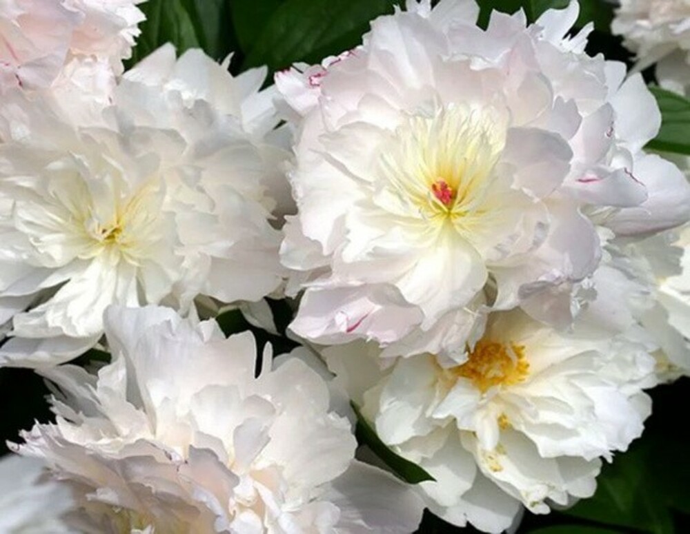 Пион травянистый Маршмэллоу Пафф (Paeonia 'Marshmallow Puff')
