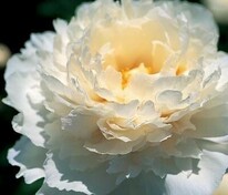 Пион травянистый Маршмэллоу Пафф (Paeonia 'Marshmallow Puff')