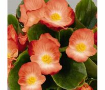 Бегония изящная Спринт Плюс Оранж Биколор (Begonia semperflorens 'Sprint Plus Orange Bicolor')