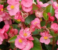 Бегония изящная Спринт Плюс Пинк (Begonia semperflorens 'Sprint Plus Pink')