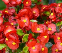 Бегония изящная Спринт Плюс Ред (Begonia semperflorens 'Sprint Plus Red')