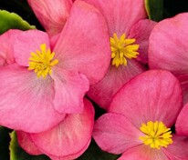 Бегония изящная Спринт Плюс Роуз (Begonia semperflorens 'Sprint Plus Rose')