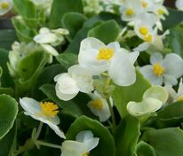 Бегония изящная Спринт Плюс Уайт (Begonia semperflorens 'Sprint Plus White')