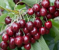 Вишня Загорьевская (Prunus cerasus 'Zagorevskaya')