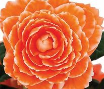 Бегония клубневая АмериГибрид Пикоти Лейс Априкот (Begonia x tuberhybrida 'AmeriHybrid Picotee Lace Apricot')