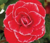Бегония клубневая АмериГибрид Пикоти Лейс Ред (Begonia x tuberhybrida 'AmeriHybrid Picotee Lace Red')