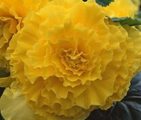 Бегония клубневая АмериГибрид Раффлд Йеллоу (Begonia x tuberhybrida 'AmeriHybrid Ruffled Yellow')