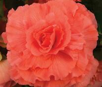 Бегония клубневая АмериГибрид Раффлд Корал Салмон (Begonia x tuberhybrida 'AmeriHybrid Ruffled Coral Salmon')