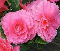 Бегония клубневая "AmeriHybrid Ruffled Pink" (АмериГибрид Раффлд Пинк)