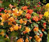 Бегония клубневая каскадная Иллюминейшен Микс (Begonia x tuberhybrida 'Illumination Mix')