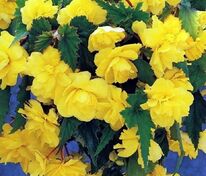 Бегония клубневая каскадная "Sun Dancer Yellow" (Сан Дансер Йеллоу)
