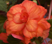 Бегония клубневая каскадная Сан Дансер Йеллоу Ред Пикотти (Begonia x tuberhybrida 'Sun Dancer Yellow Red Picotee')