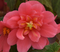 Бегония клубневая каскадная Сан Дансер Пинк (Begonia x tuberhybrida 'Sun Dancer Pink')