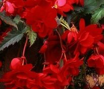 Бегония клубневая каскадная Сан Дансер Ред (Begonia x tuberhybrida 'Sun Dancer Red')