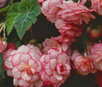 Бегония клубневая каскадная Сан Дансер Уайт Пинк Пикотти (Begonia x tuberhybrida 'Sun Dancer White Pink Picotee')