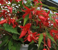 Бегония клубневая каскадная Санта Круз (Begonia x tuberhybrida 'Santa Cruz')
