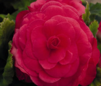 Бегония клубневая Нонстоп Дип Роуз (Begonia x tuberhybrida 'Nonstop Deep Rose')