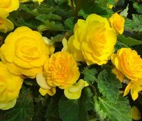 Бегония клубневая Нонстоп Йеллоу (Begonia x tuberhybrida 'Nonstop Yellow')