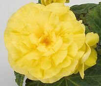 Бегония клубневая Нонстоп Лемон (Begonia x tuberhybrida 'Nonstop Lemon')