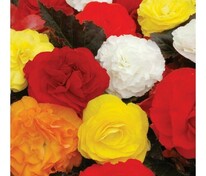 Бегония клубневая Нонстоп Микс (Begonia x tuberhybrida 'Nonstop Mix') (смесь)