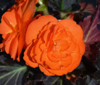 Бегония клубневая Нонстоп Мокка Дип Оранж (Begonia x tuberhybrida 'Nonstop Mocca Deep Orange')