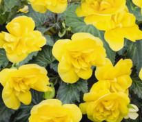 Бегония клубневая Нонстоп Мокка Йеллоу (Begonia x tuberhybrida 'Nonstop Mocca Yellow')