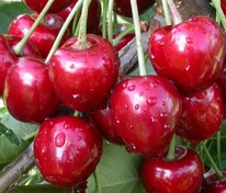 Вишня Лебедянская (Prunus cerasus 'Lebedyanskaya')