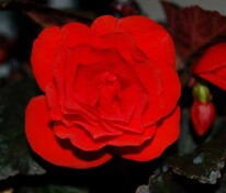 Бегония клубневая Нонстоп Мокка Скарлет (Begonia x tuberhybrida 'Nonstop Mocca Scarlet')