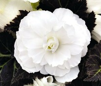 Бегония клубневая Нонстоп Мокка Уайт (Begonia x tuberhybrida 'Nonstop Mocca White')