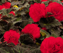 Бегония клубневая Нонстоп Мокка Черри (Begonia x tuberhybrida 'Nonstop Mocca Cherry')