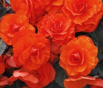 Бегония клубневая Нонстоп Оранж (Begonia x tuberhybrida 'Nonstop Orange')
