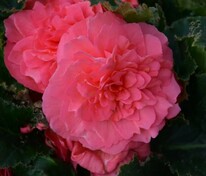Бегония клубневая Нонстоп Пинк (Begonia x tuberhybrida 'Nonstop Pink')