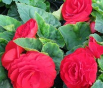 Бегония клубневая Нонстоп Ред (Begonia x tuberhybrida 'Nonstop Red')