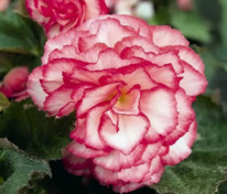 Бегония клубневая Нонстоп Роуз Пикотти (Begonia x tuberhybrida 'Nonstop Rose Petticoat')
