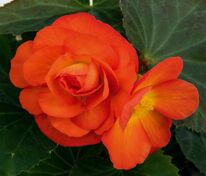 Бегония клубневая Нонстоп Сансет (Begonia x tuberhybrida 'Nonstop Sunset')
