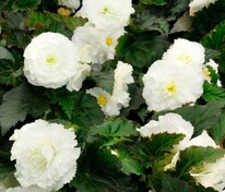 Бегония клубневая Нонстоп Уайт (Begonia x tuberhybrida 'Nonstop White')